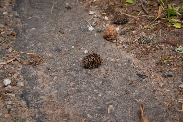 Pine Cone Lying Asphalt Road — Stock fotografie