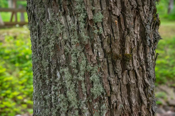 Wytłoczonym Tekstury Brązowy Kory Drzewa Zielonego Mchu Porostów Nim Rozszerzona — Zdjęcie stockowe