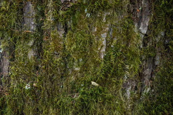 이끼와 그것에 이끼와 나무의 껍질의 양각된 텍스처 상수리 나무의 껍질의 — 스톡 사진