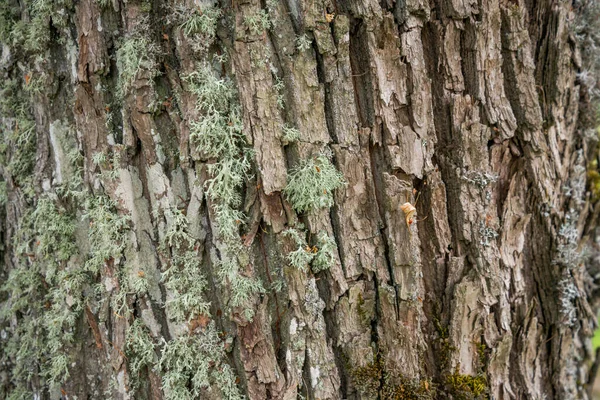 Struttura Goffrata Della Corteccia Marrone Albero Con Muschio Verde Lichene — Foto Stock