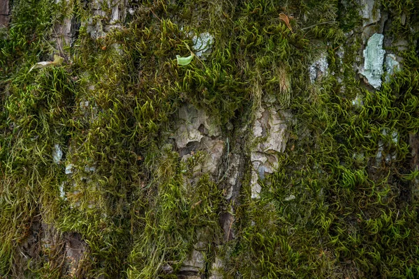 Textura Relieve Corteza Marrón Árbol Con Musgo Verde Liquen Panorama — Foto de Stock