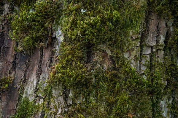 Textura Relieve Corteza Marrón Árbol Con Musgo Verde Liquen Panorama — Foto de Stock