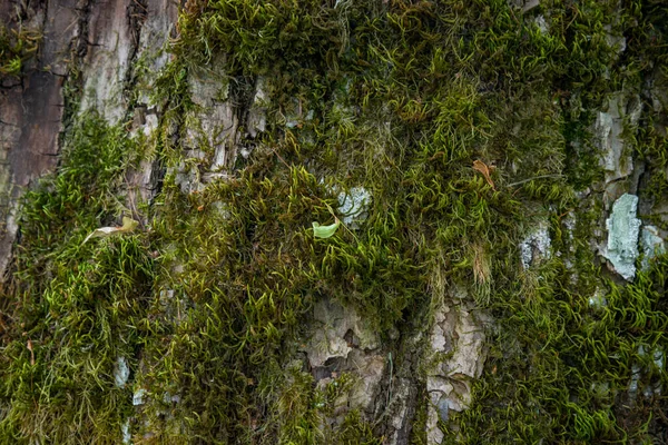 Textura Relieve Corteza Marrón Árbol Con Musgo Verde Liquen Panorama — Foto de Stock