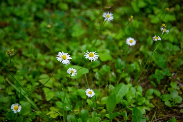 Sfondo Naturale Con Fiori Selvatici Camomille Concentrati Vicino — Foto Stock