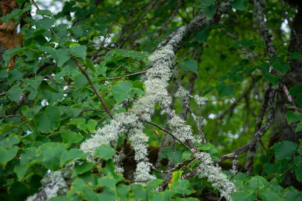 Lichen Rama Del Árbol Lichen Crece Madera —  Fotos de Stock