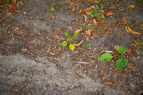 Υφή Φύλλα Φθινοπωρινού Δέντρου Και Νεκρές Βελόνες Αμμώδη Δρόμο — Φωτογραφία Αρχείου