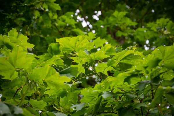초록빛 단풍나무 — 스톡 사진