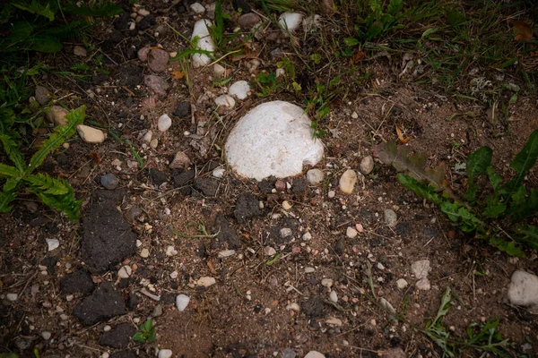 Construction Rubble Trash Sprouted Green Grass — Stock Fotó