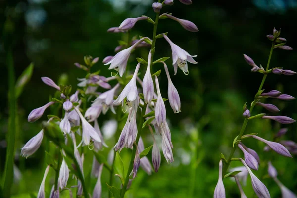 Lavendel Blommar Fält Odling Och Blommande Lavendel — Stockfoto