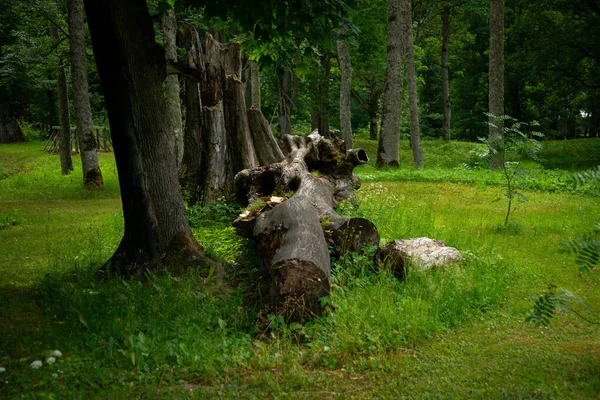 Dead Tree Trunk Has Broken Meadow Tourist Recreation Park — 图库照片