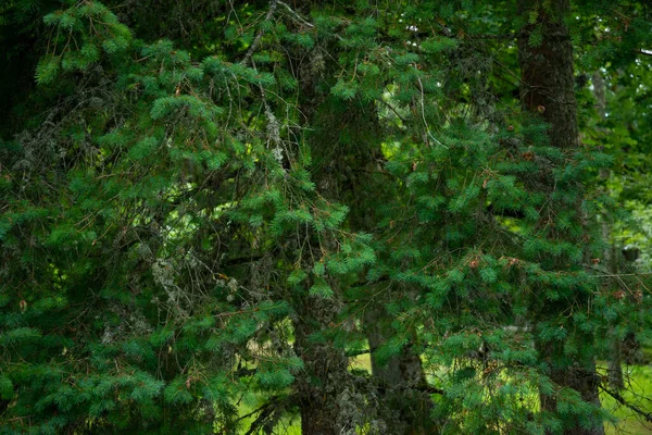 Genç yeşil iğne arka planı, güzel yeşil iğne arka planı