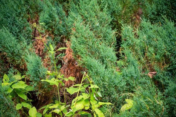 Мбаппе Текстуре Темно Зеленых Тонах Крупным Планом — стоковое фото
