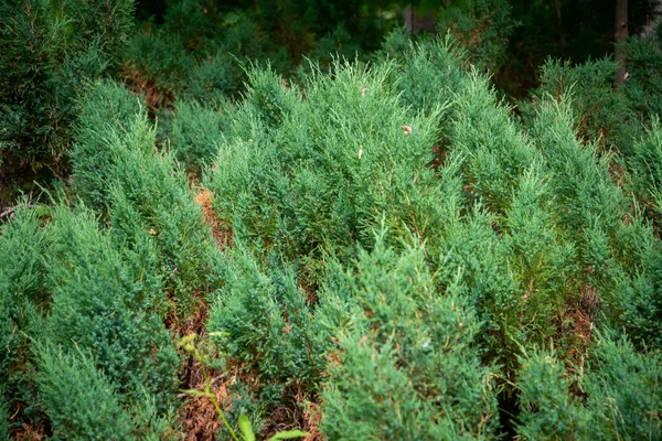 深绿色的Juniper树篱纹理 — 图库照片