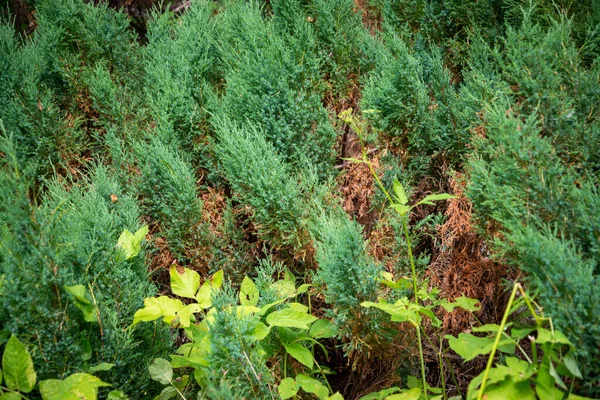 Wacholderheckenstruktur Dunkelgrünen Tönen Nahaufnahme — Stockfoto