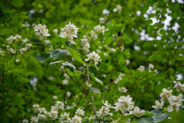 Белые Цветки Sweet Mock Orange Philadelphus Coronarius Саду Начале Лета — стоковое фото