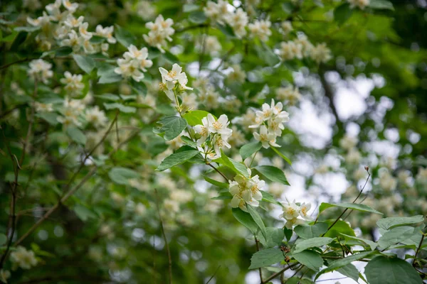 Yazın başlarında, bahçedeki Tatlı Portakallı Alay Çiçekleri 'nin Beyaz Çiçekleri