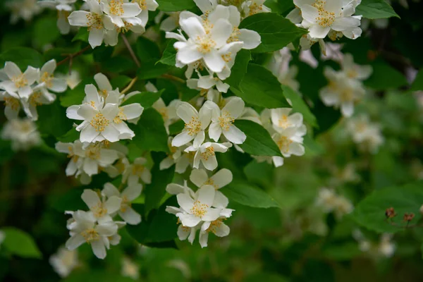Λευκά Λουλούδια Από Γλυκό Μοκέτα Πορτοκαλί Philadelphus Coronarius Στον Κήπο — Φωτογραφία Αρχείου