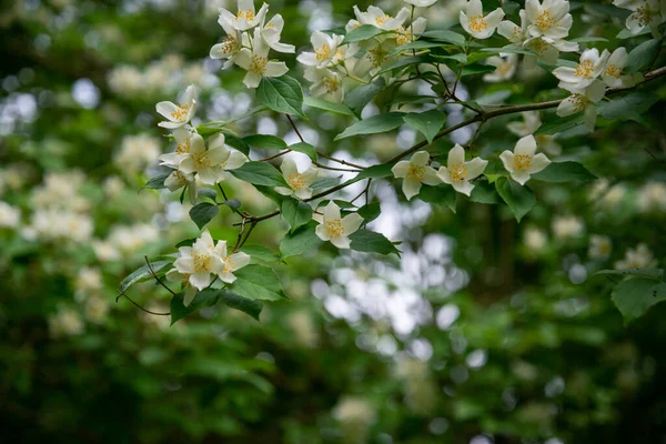 White Flowers Sweet Mock Orange Philadelphus Coronarius Garden Early Summer — Zdjęcie stockowe