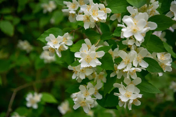 Yazın başlarında, bahçedeki Tatlı Portakallı Alay Çiçekleri 'nin Beyaz Çiçekleri