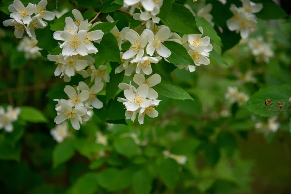 White Flowers Sweet Mock Orange Philadelphus Coronarius Garden Early Summer — Stock Fotó