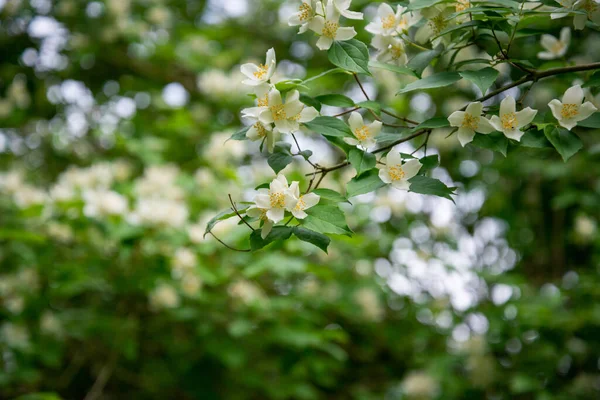 Fleurs Blanches Faux Oranger Philadelphus Coronarius Dans Jardin Début Été — Photo