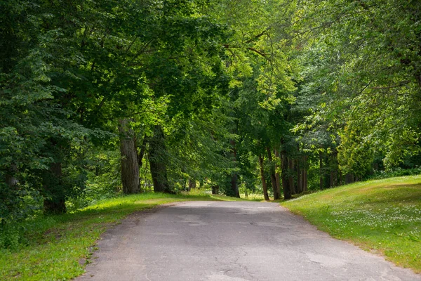 Schöne Leere Und Gewundene Straße Die Durch Den Wald Führt lizenzfreie Stockbilder