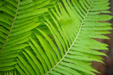 Doğada çok güzel eğreltiotu yaprağı dokusu var. Eğreltiotlarının doğal arka plan eğreltiotu yaprakları Eğreltiotlarını kapatır. Eğreltiotu bitkileri, eğreltiotlarının arka planında doğanın konsepti. Yeşil eğreltiotu doğası. Doğal çiçek eğreltiotu