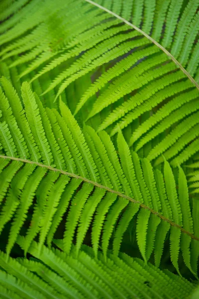 Beautiful Fern Leaf Texture Nature Natural Ferns Background Fern Leaves — Stock Photo, Image