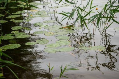 Havzadaki çiçeksiz siyah nilüfer..