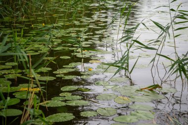 Unbloomed yellow water lilies with huge green leaves in green grass on the shore of a lake during the golden hour of summer.