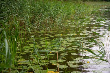 Çiçeklenmemiş sarı nilüferler, yazın altın saatinde, yeşil çimenlerin üzerinde yeşil yapraklarla bir gölün kıyısında..