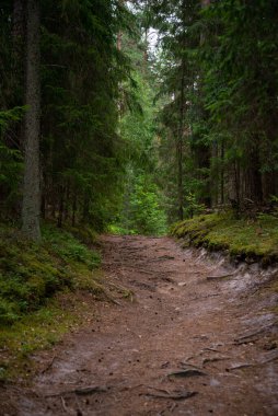 Ağaçların kökleriyle ormanda mantar toplayıcıları ve böğürtlen toplayıcılarının yanından geçiyordu. Ağaç iğneleriyle kaplı. Tepeye.