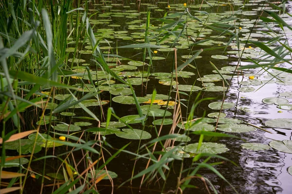 Unbloomed Yellow Water Lilies Huge Green Leaves Green Grass Shore —  Fotos de Stock