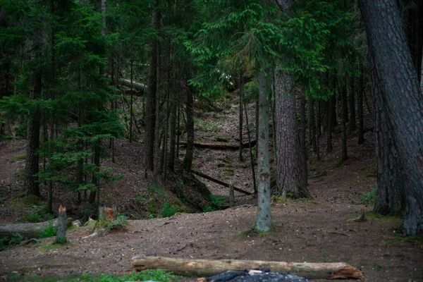 Forest Landscape Ravine Which Spring Water Flowed Green Pine Forest — 스톡 사진