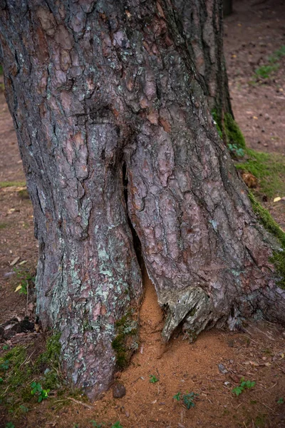 close-up of a pine tree trunk with a hole where ants have settled and created an anthill.