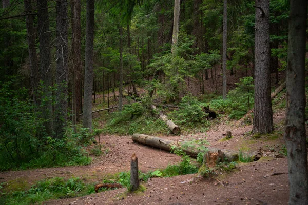 Piękny Leśny Krajobraz Zielonymi Drzewami Martwymi Starymi Drzewami Upadłymi Lesie — Zdjęcie stockowe