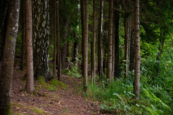 Dramatic Forest Landscape Green Tree Leaves Needles Next Lake Mushroom — 스톡 사진