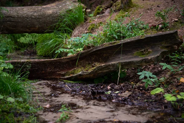 Bark Huge Tree Trunk Fell Forest Spring Blocked Its Flow — 스톡 사진