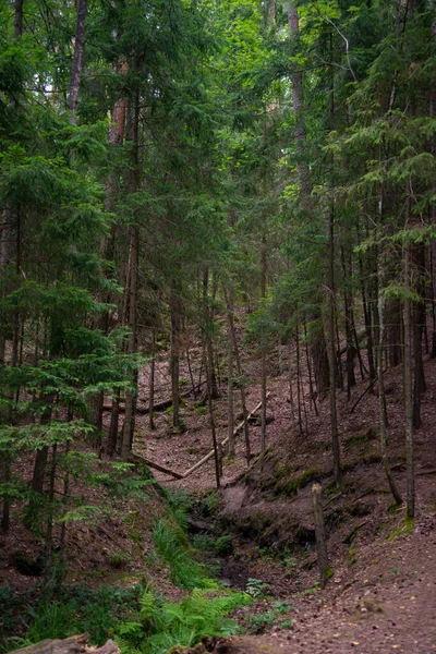 Dramatyczny Krajobraz Leśny Wąwozem Którym Płynie Woda Leśnego Źródła — Zdjęcie stockowe