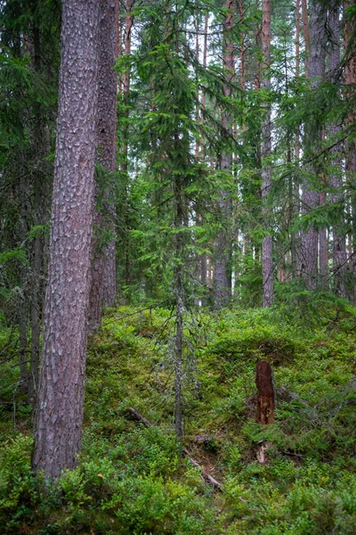 Overgrown Forest Green Trees Lots Blueberry Bushes Wild Blueberries — Stockfoto