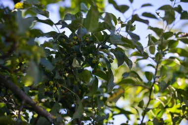 Kırmızı noktalı yeşil meyveler yeşil yapraklı bir ağaç dalında yetişir. Mavi gökyüzü ve çimen bokeh.