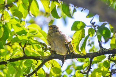 Bir ağaç dalına tünemiş serçe (Passer domesticus)
