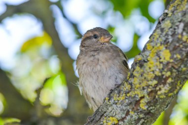 Çevresinde ve çevresinde bulanık yeşil bir arka planı olan bir dala tünemiş serçe yakın plan. Kozalaklı ağaçlar.