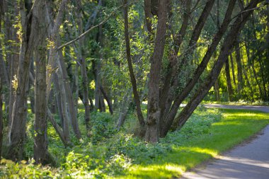Turist asfalt yolunun kenarındaki yeşil çimlerde ağaç dalları ve gövdeleri yakın plan. Daha keyifli bir yürüyüş için gölge yaratan ağaçlar..