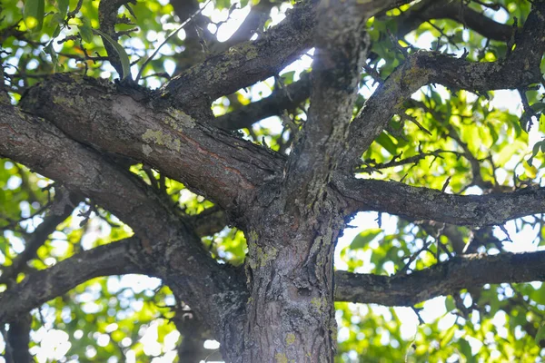 Close Tree Trunk Tree Trunk Dry Crumbling Bark Overgrown Lichens — Stockfoto