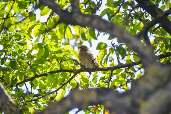 House Sparrow Passer Domesticus Perching Tree Branch — Fotografia de Stock