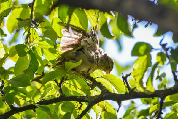 House Sparrow Passer Domesticus Perching Tree Branch — Stock Fotó