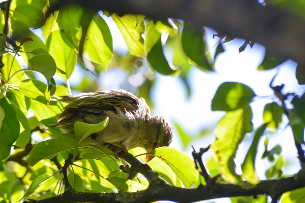 House Sparrow Passer Domesticus Perching Tree Branch — Stock Fotó