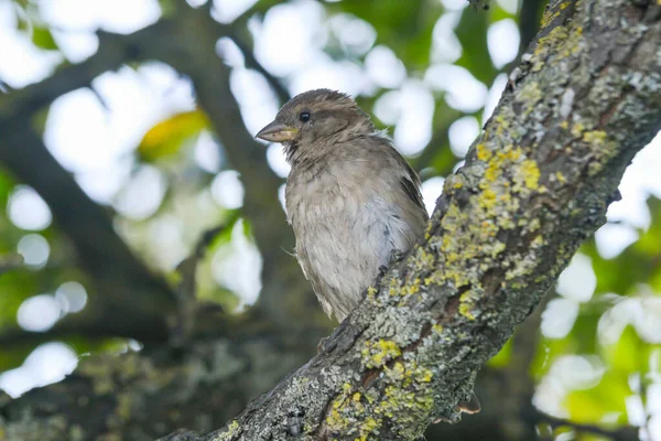 Sparrow Close Perched Branch Blur Green Background Its Environment Habitat — Zdjęcie stockowe