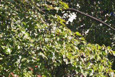 Close-up of green tree leaves. texture with green leaves of trees that are illuminated by the golden summer evening sun.